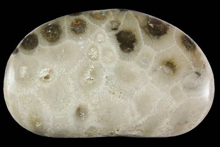Polished Petoskey Stone (Fossil Coral) - Michigan #156058